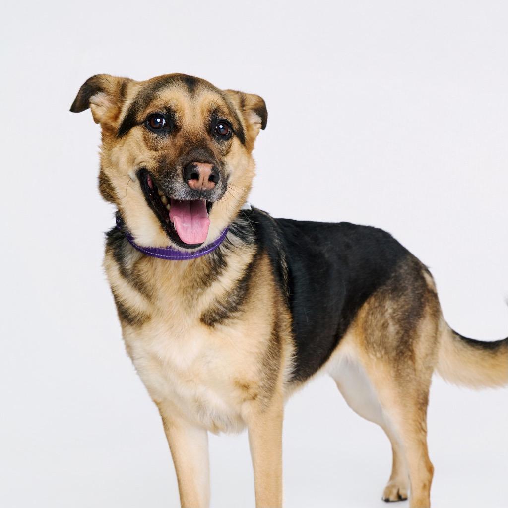 Enlarge Sparkler, a Adoptable mixed breed in Fayetteville, AR image 2/6