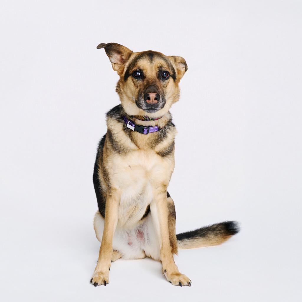 Enlarge Sparkler, a Adoptable mixed breed in Fayetteville, AR image 3/6