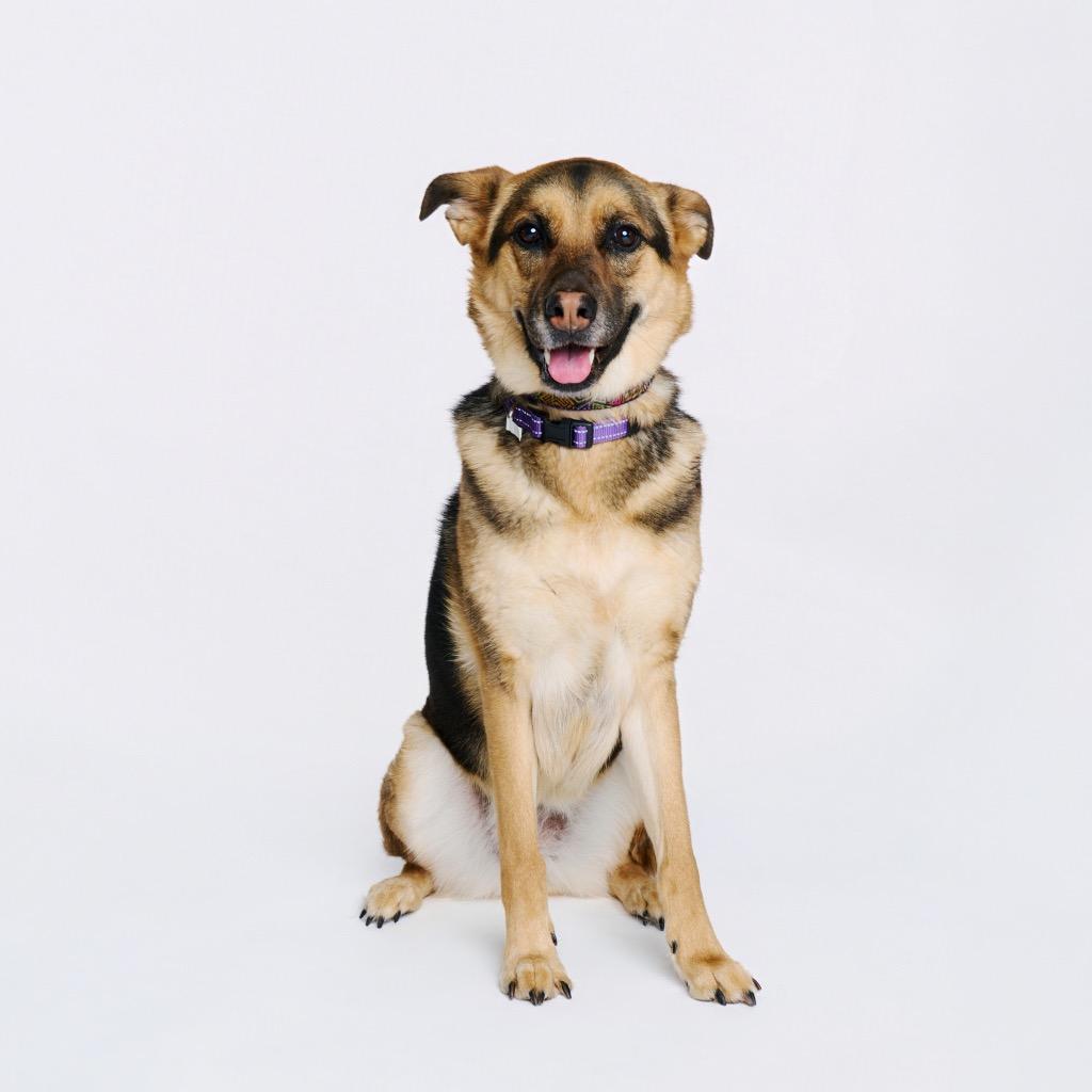 Enlarge Sparkler, a Adoptable mixed breed in Fayetteville, AR image 6/6