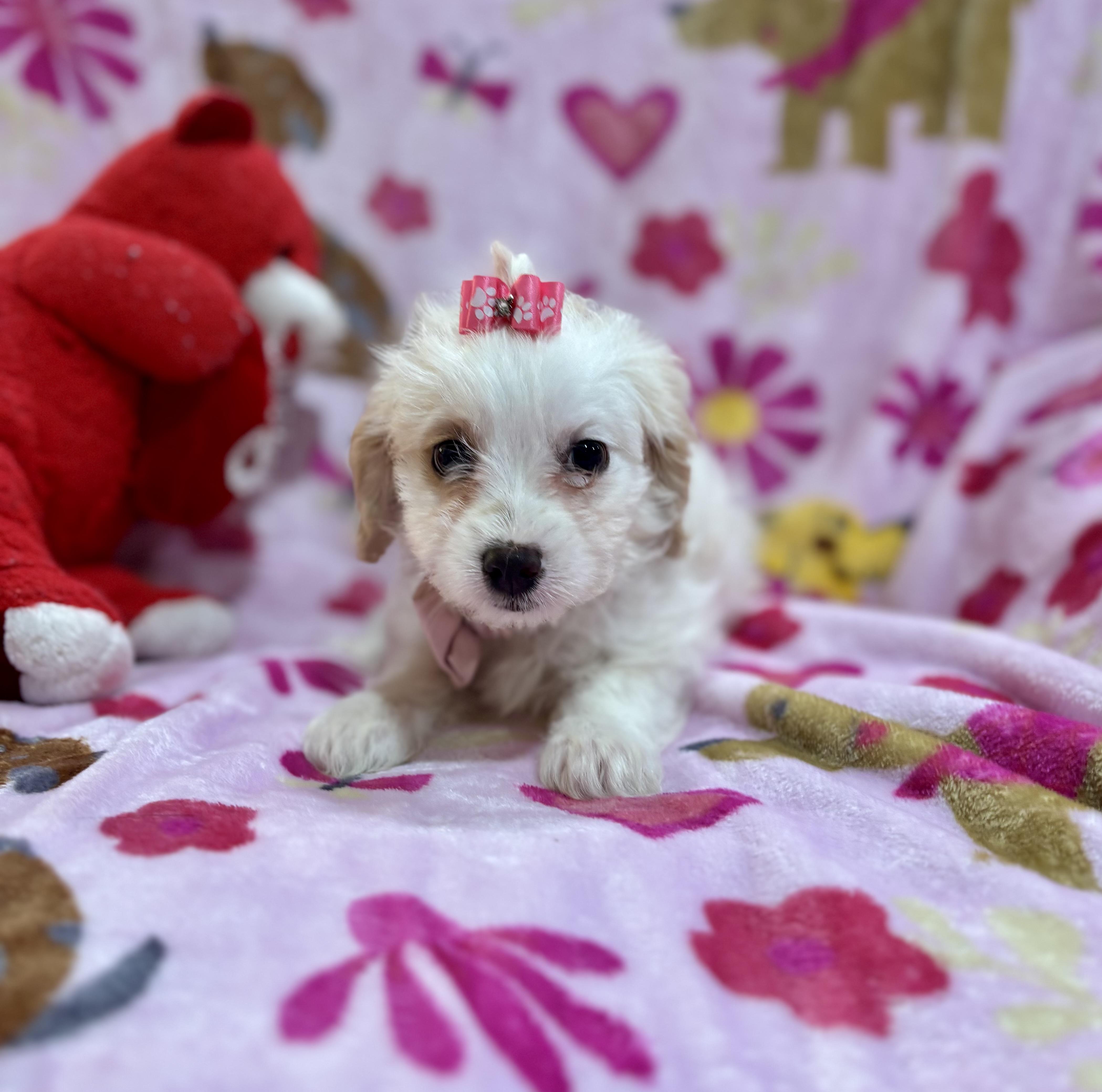 Enlarge Lily, a ADOPTABLE Maltipoo in Foster, OR image 6/6