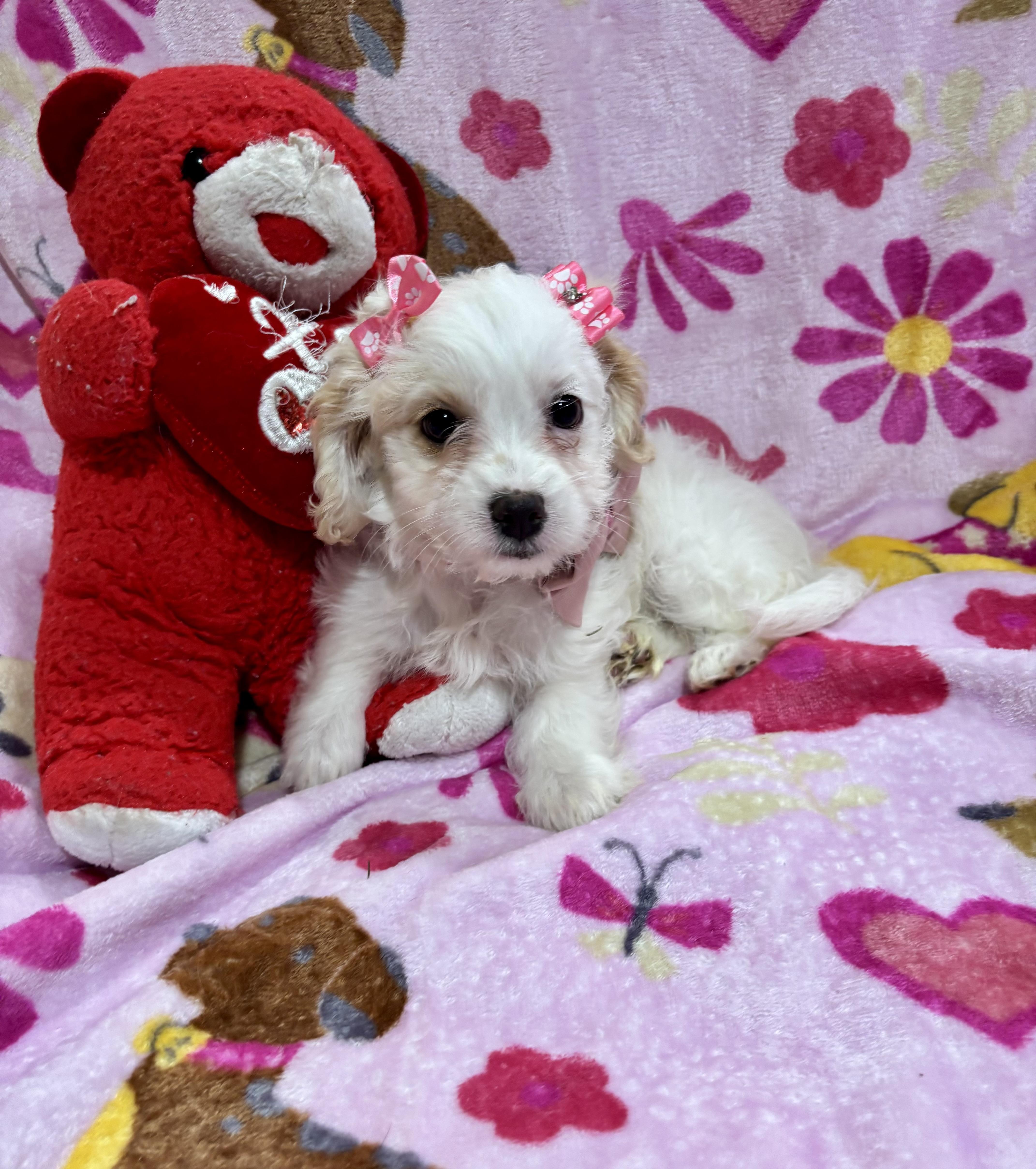 Enlarge Lily, a ADOPTABLE Maltipoo in Foster, OR image 1/6