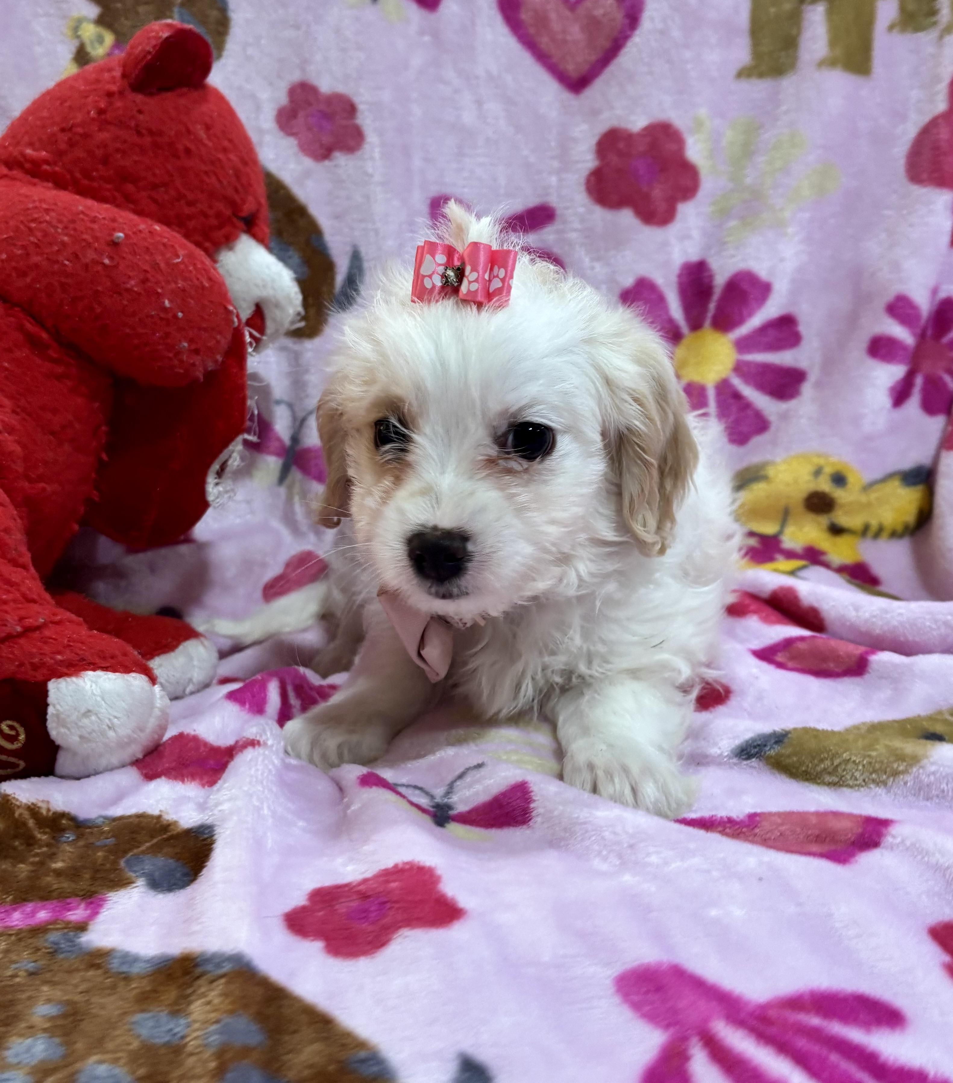 Enlarge Lily, a ADOPTABLE Maltipoo in Foster, OR image 2/6