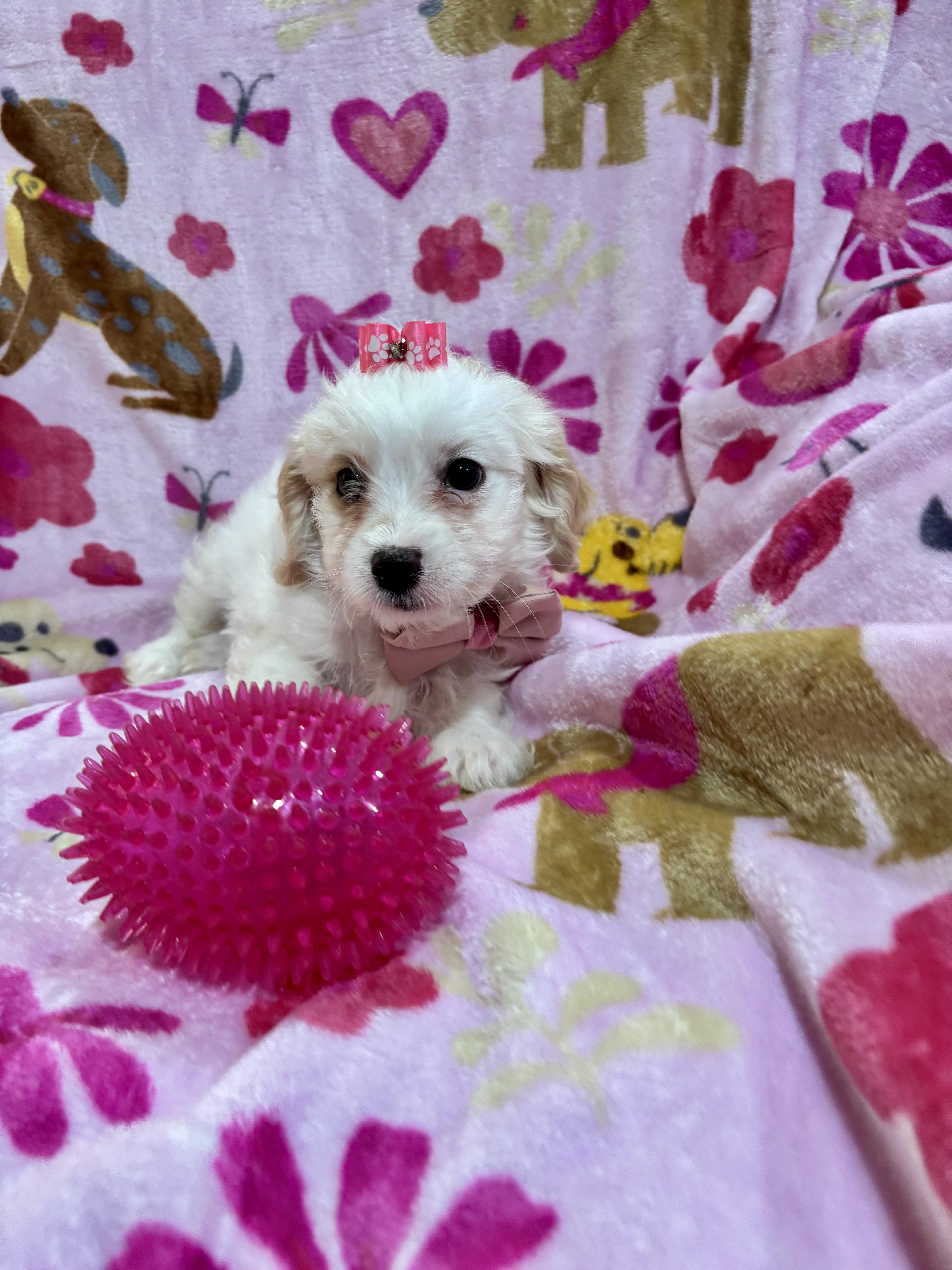 Enlarge Lily, a ADOPTABLE Maltipoo in Foster, OR image 3/6