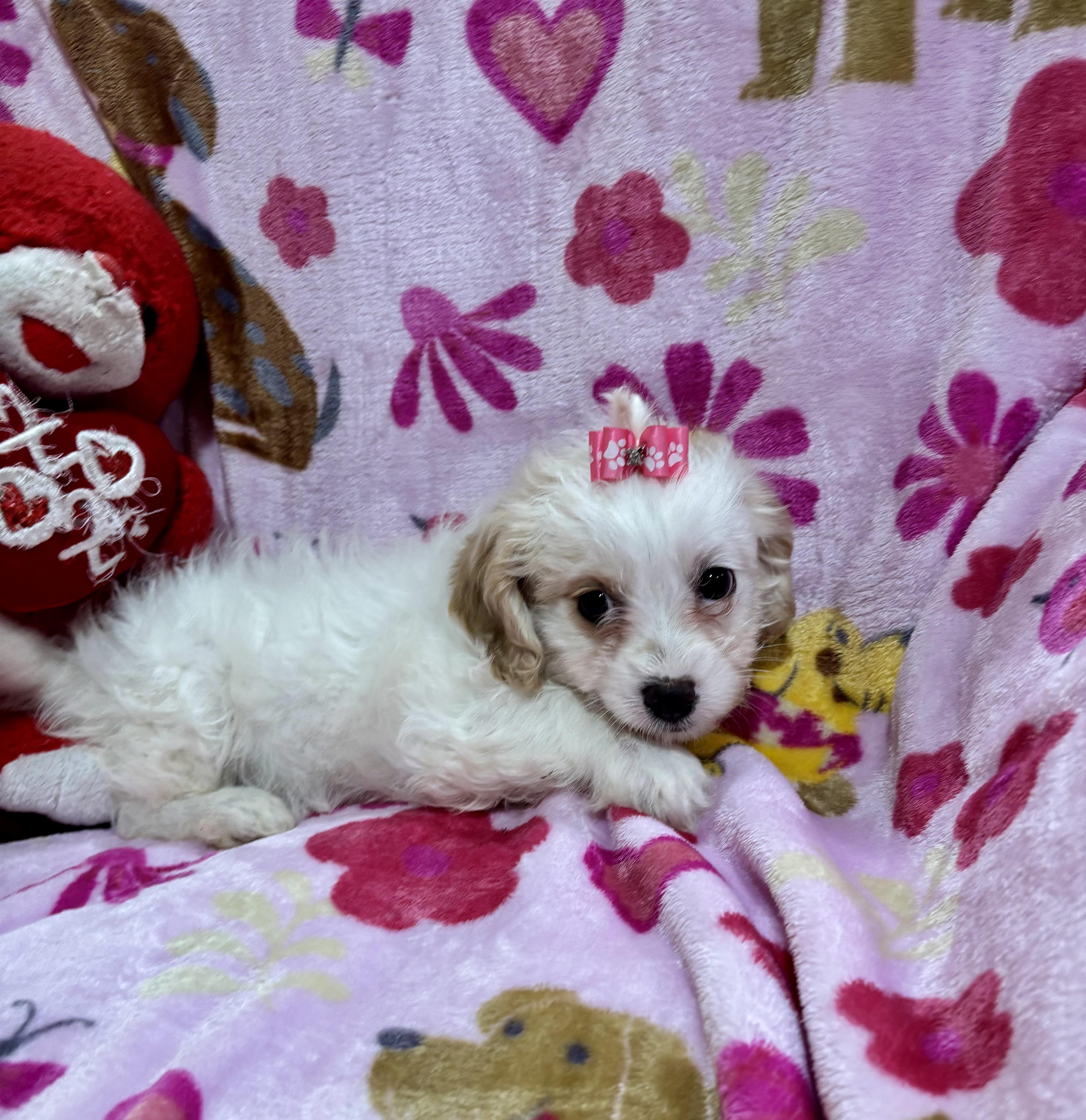 Enlarge Lily, a ADOPTABLE Maltipoo in Foster, OR image 4/6