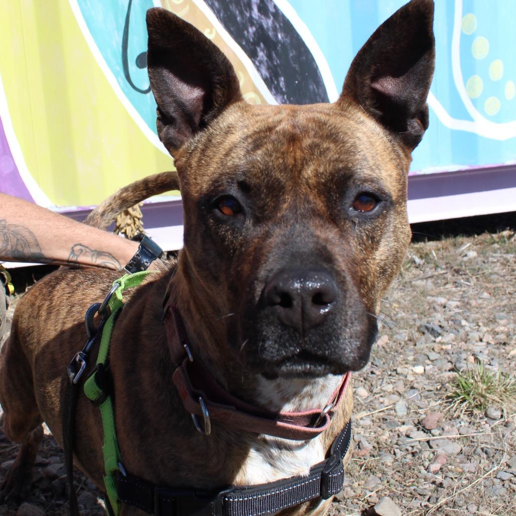 Enlarge ZORA, a Adoptable mixed breed in Pagosa Springs, CO image 1/6