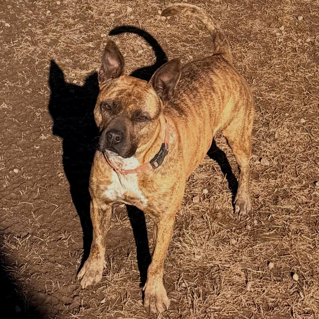 ZORA, Adoptable, Adult Female American Staffordshire Terrier & Mixed Breed.