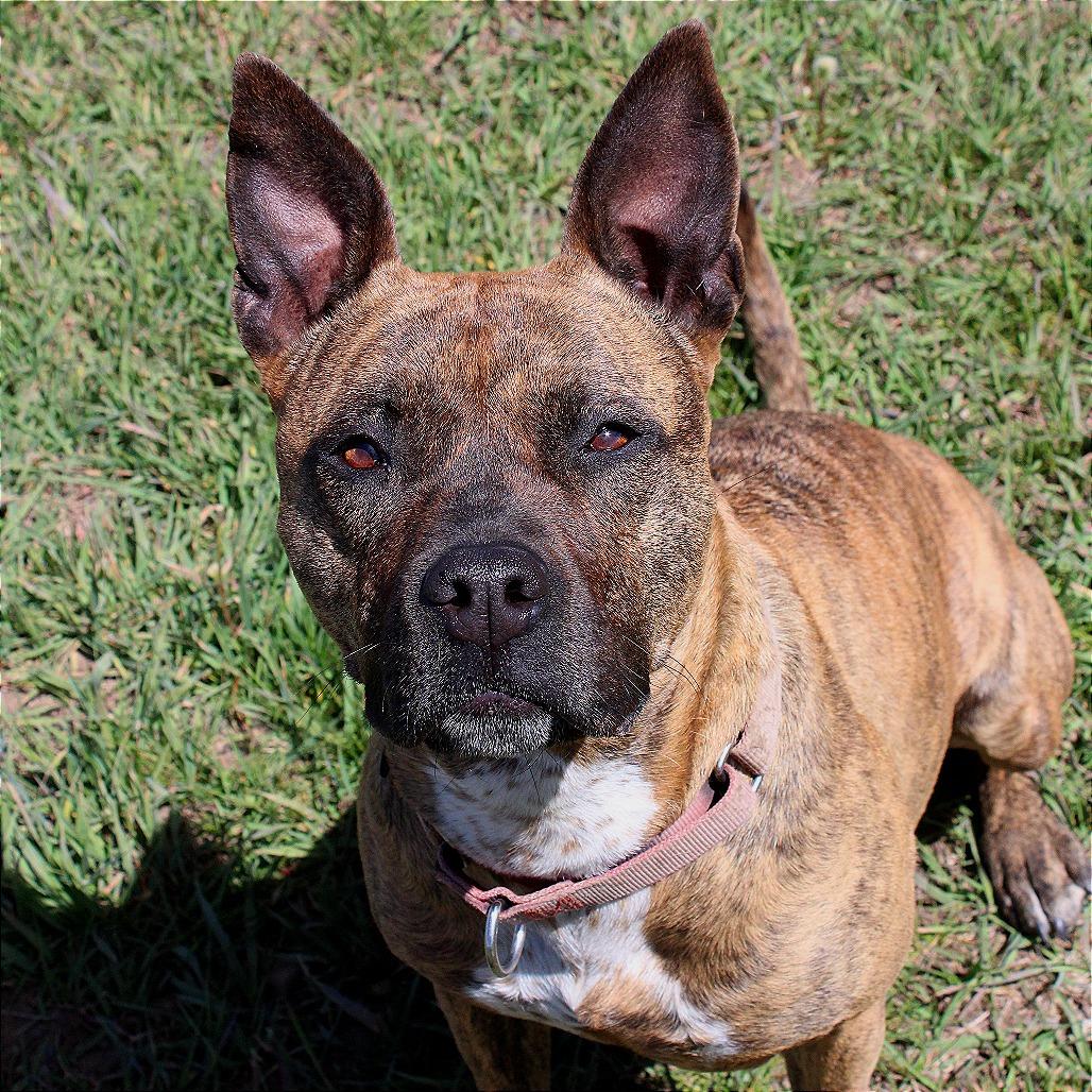 ZORA, a Adoptable mixed breed in Pagosa Springs, CO image 2/6