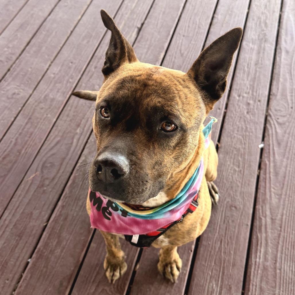 ZORA, a Adoptable mixed breed in Pagosa Springs, CO image 3/3