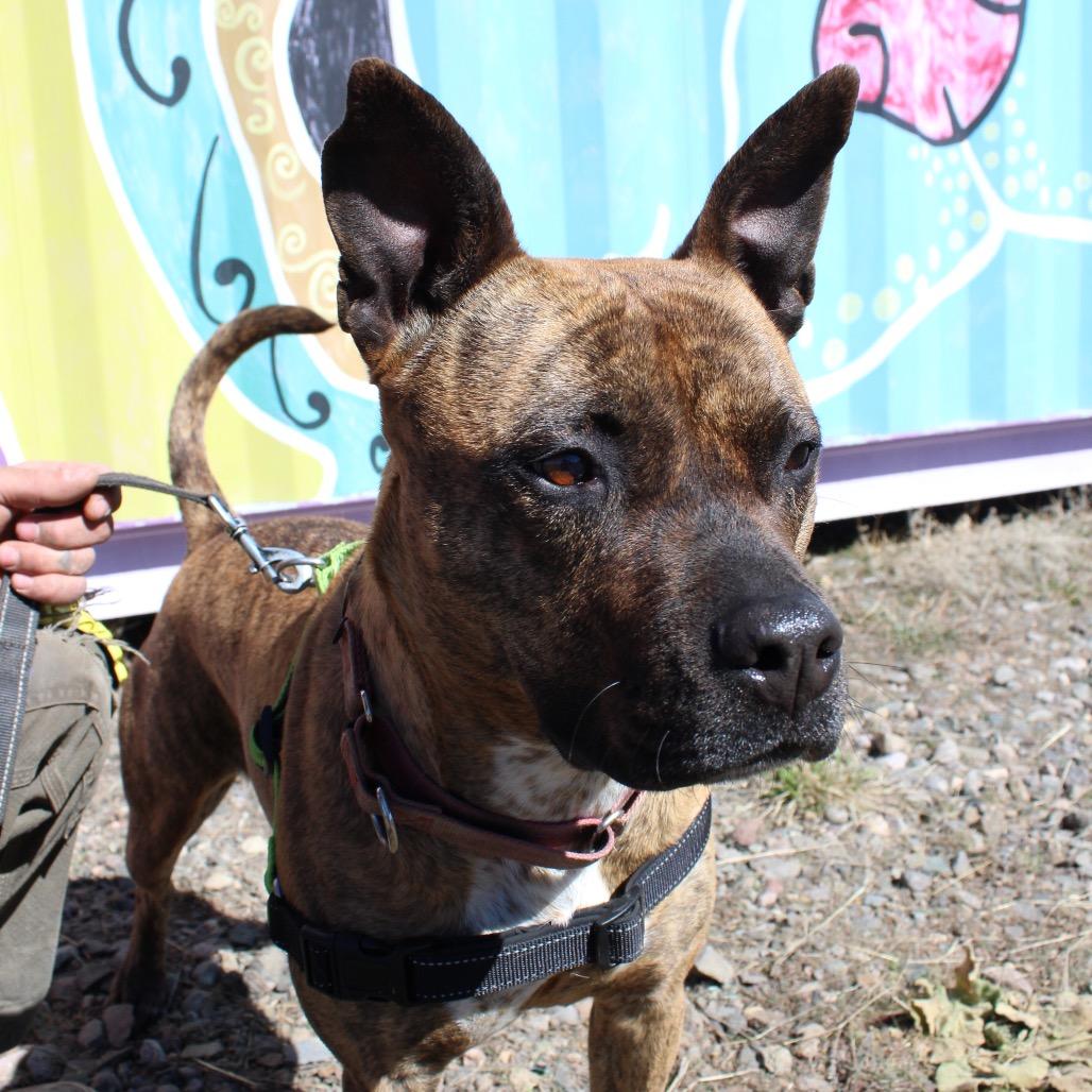 Enlarge ZORA, a Adoptable mixed breed in Pagosa Springs, CO image 5/6