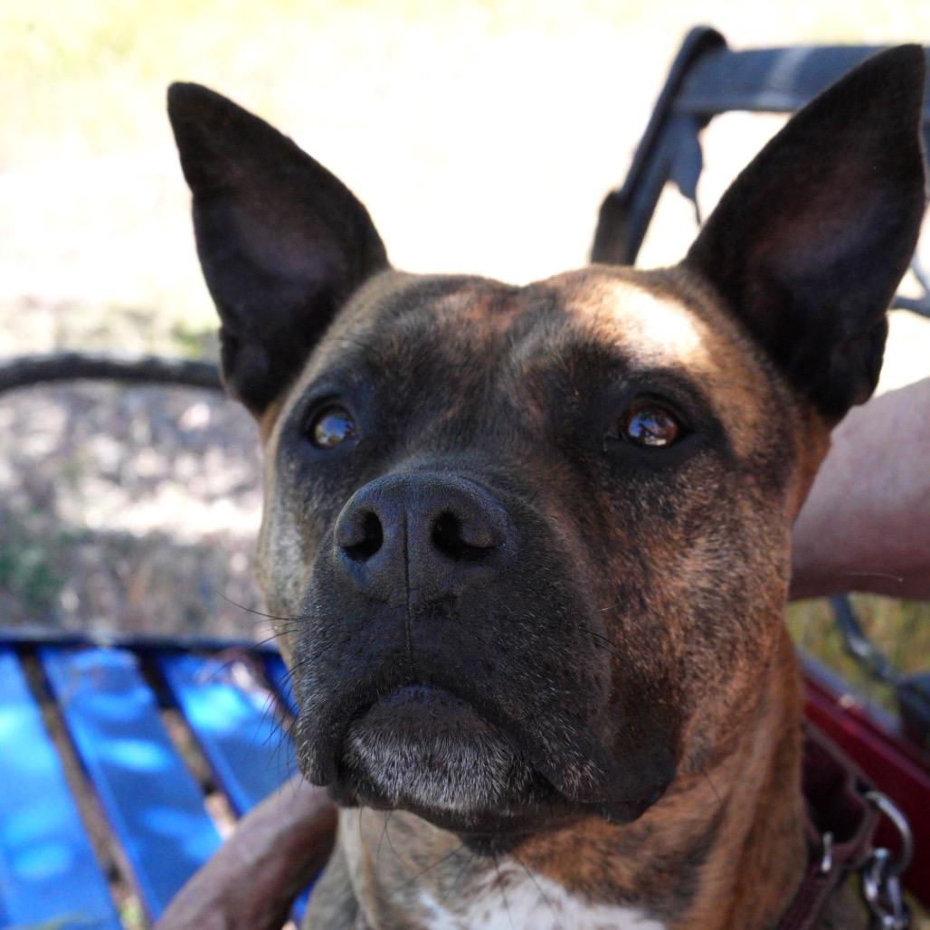 ZORA, a Adoptable mixed breed in Pagosa Springs, CO image 4/6