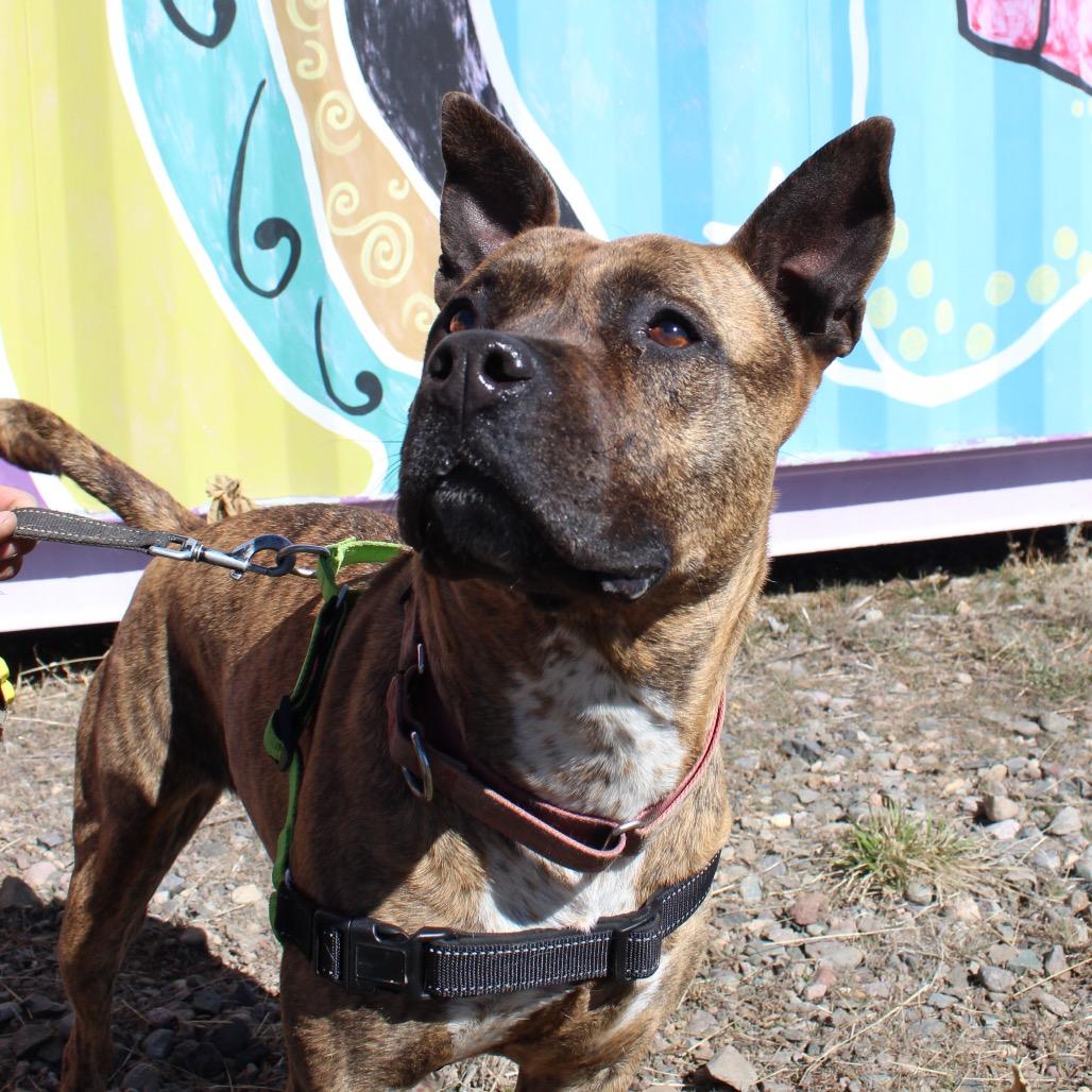 Enlarge ZORA, a Adoptable mixed breed in Pagosa Springs, CO image 6/6