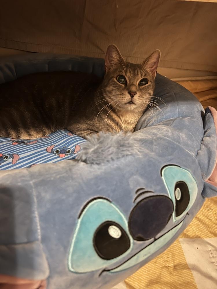 June-Bug — thumbnail 4