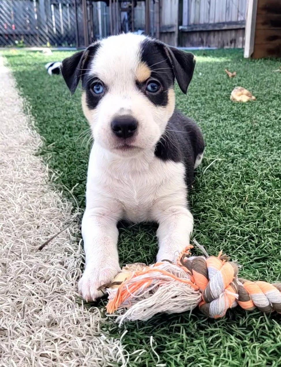 Basil, Adoptable, Puppy Male Terrier.