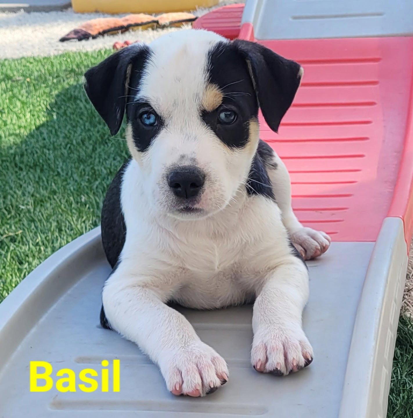 Enlarge Basil, a Adoptable Terrier in West Des Moines, IA image 2/3