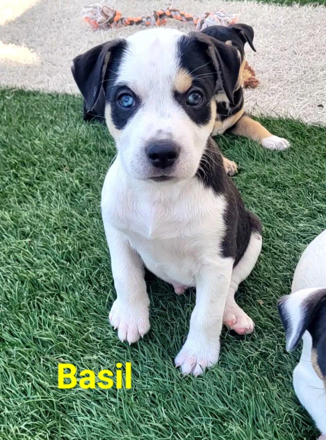 Enlarge Basil, a Adoptable Terrier in West Des Moines, IA image 3/3