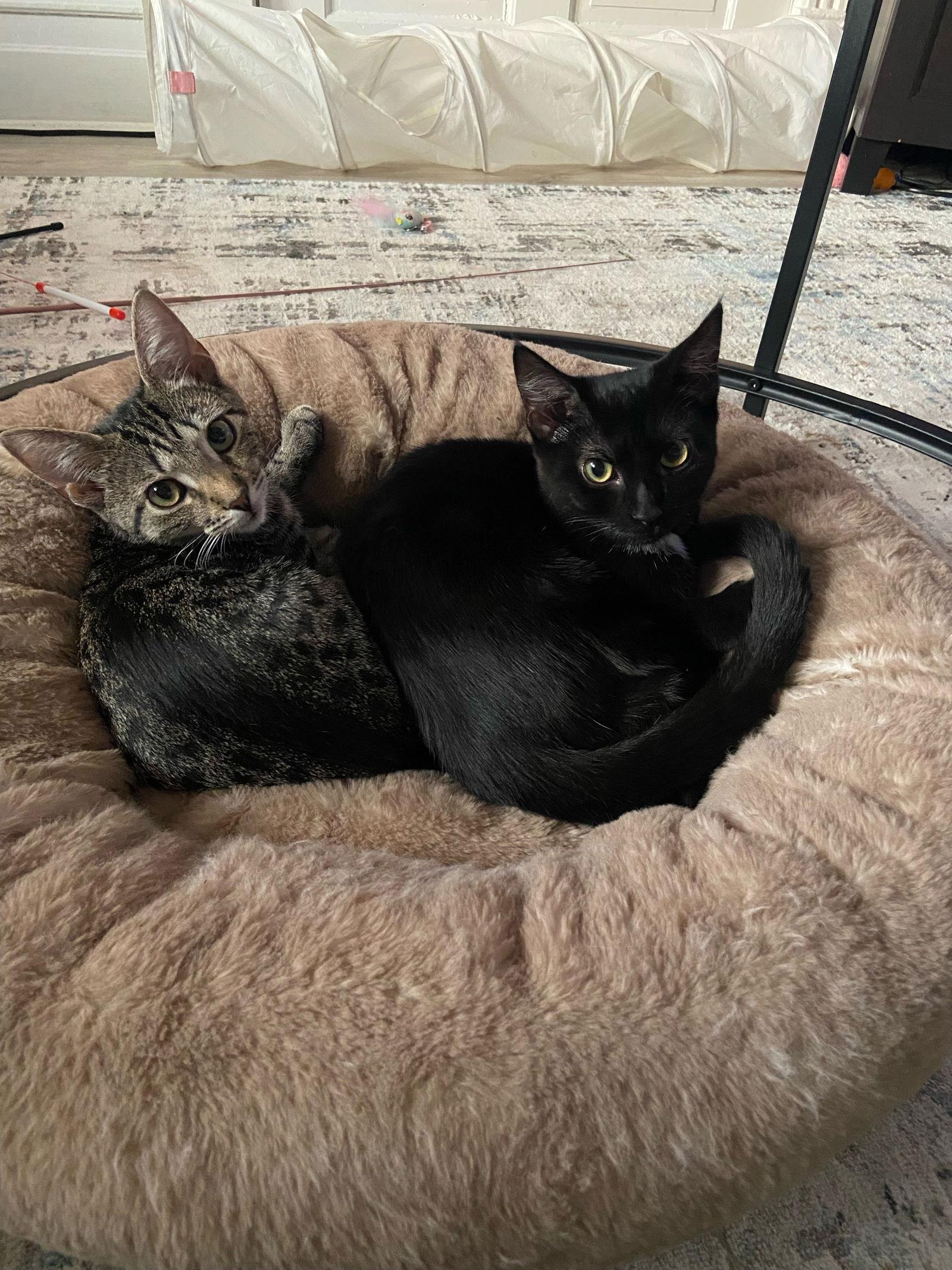 Penny Lane, Adoptable, Kitten Female Domestic Short Hair.