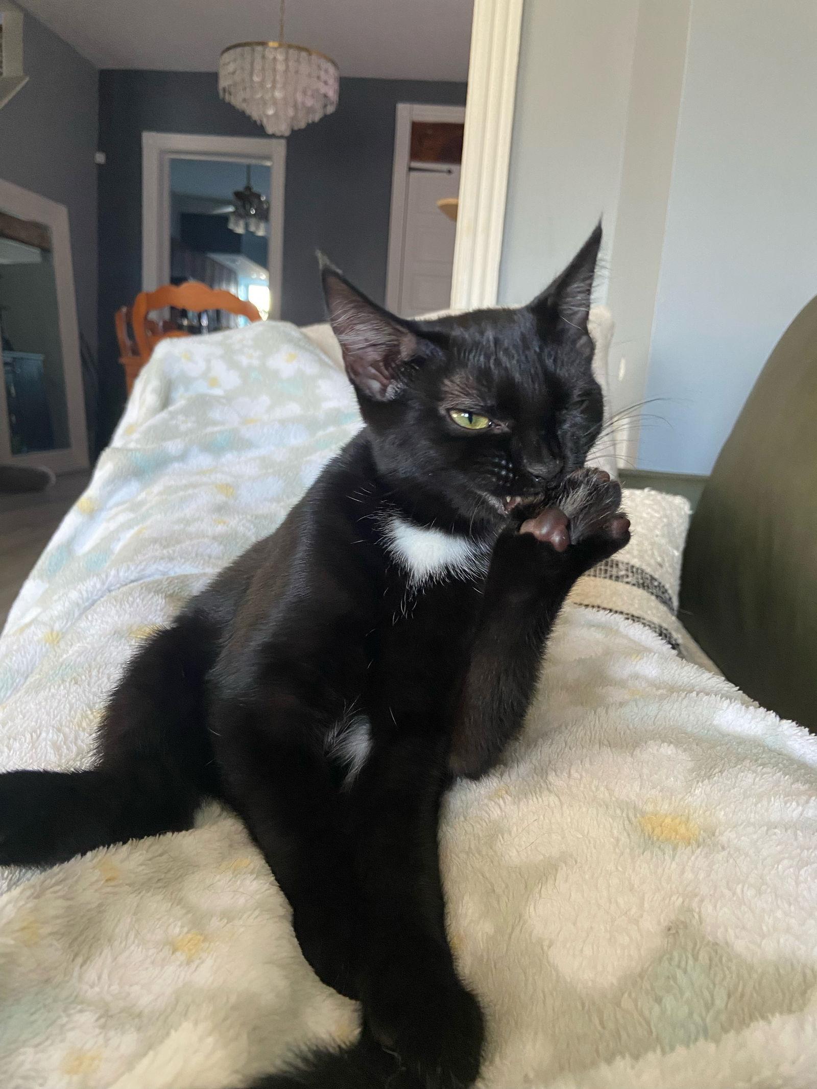 Penny Lane, a Adoptable Domestic Short Hair in Stewartsville, NJ image 2/3