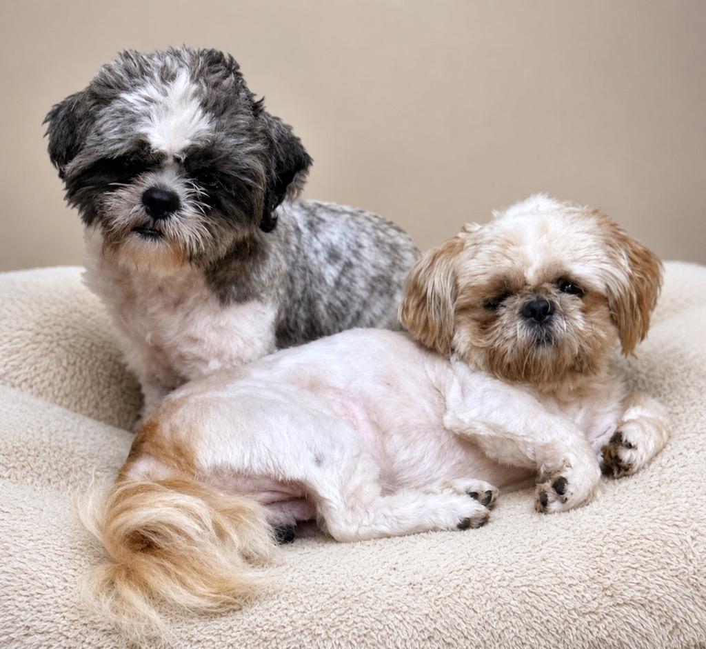 APACHE (and Klaus), Adopted, Adult Male Shih Tzu.