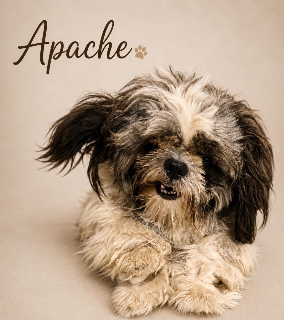 Enlarge APACHE (and Klaus), a Adopted Shih Tzu in Crossville, TN image 4/4