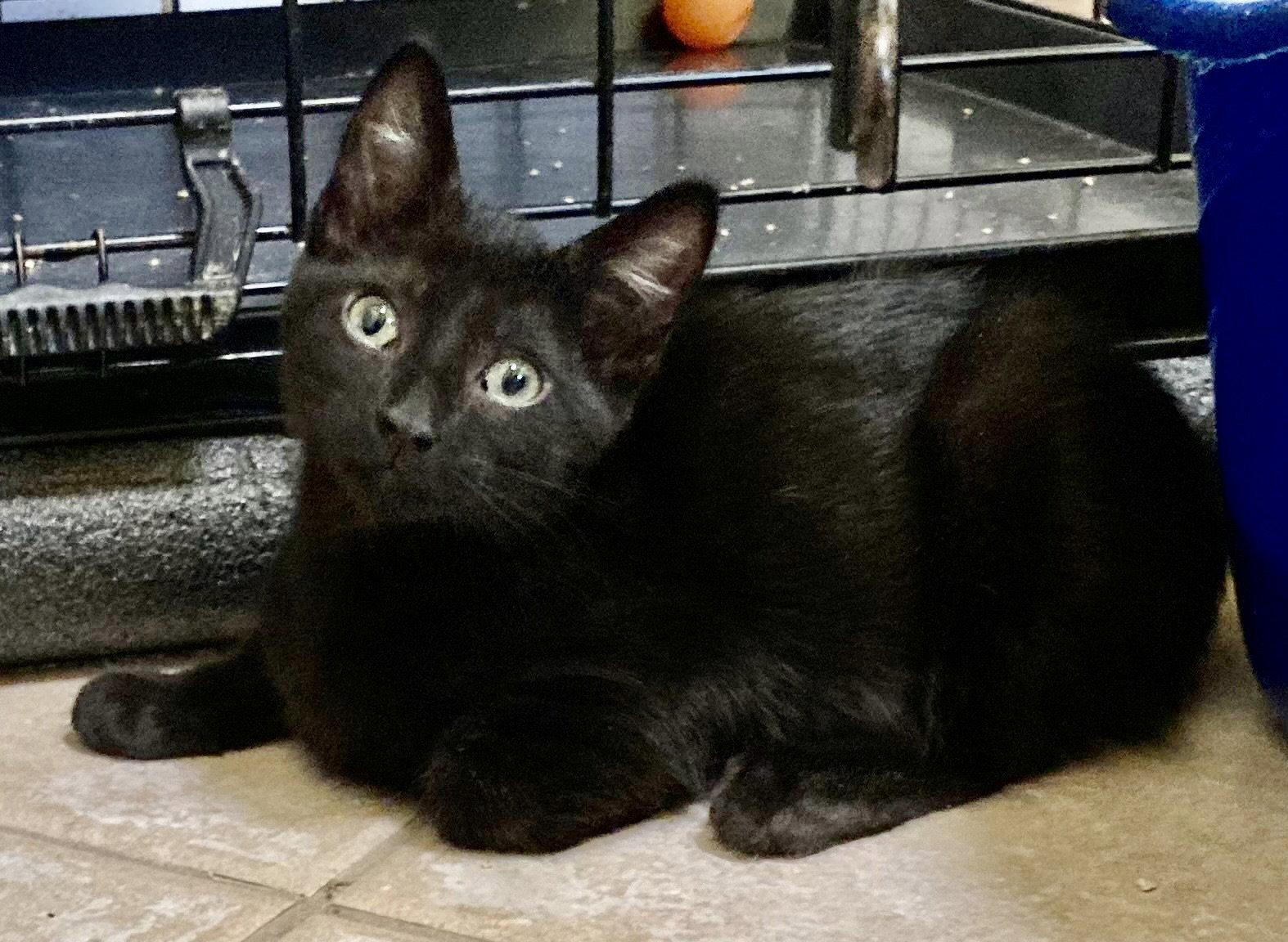 Enlarge Olive, a Adoptable Domestic Short Hair in Antioch, CA image 1/1