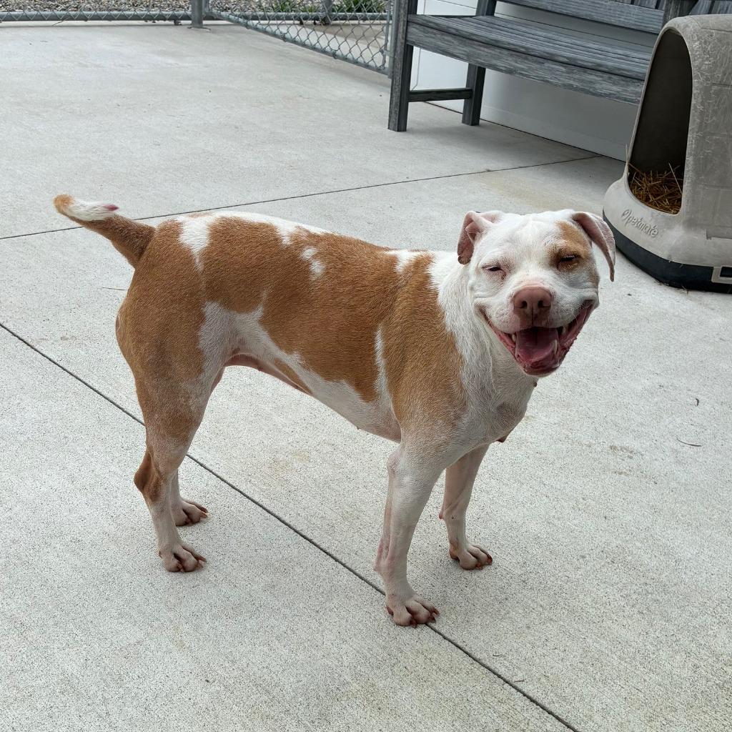 Emily, Adoptable, Senior Female Pit Bull Terrier.