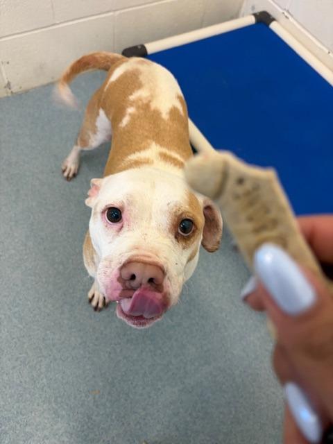 Emily, a Adoptable Pit Bull Terrier in Portland, IN image 2/2
