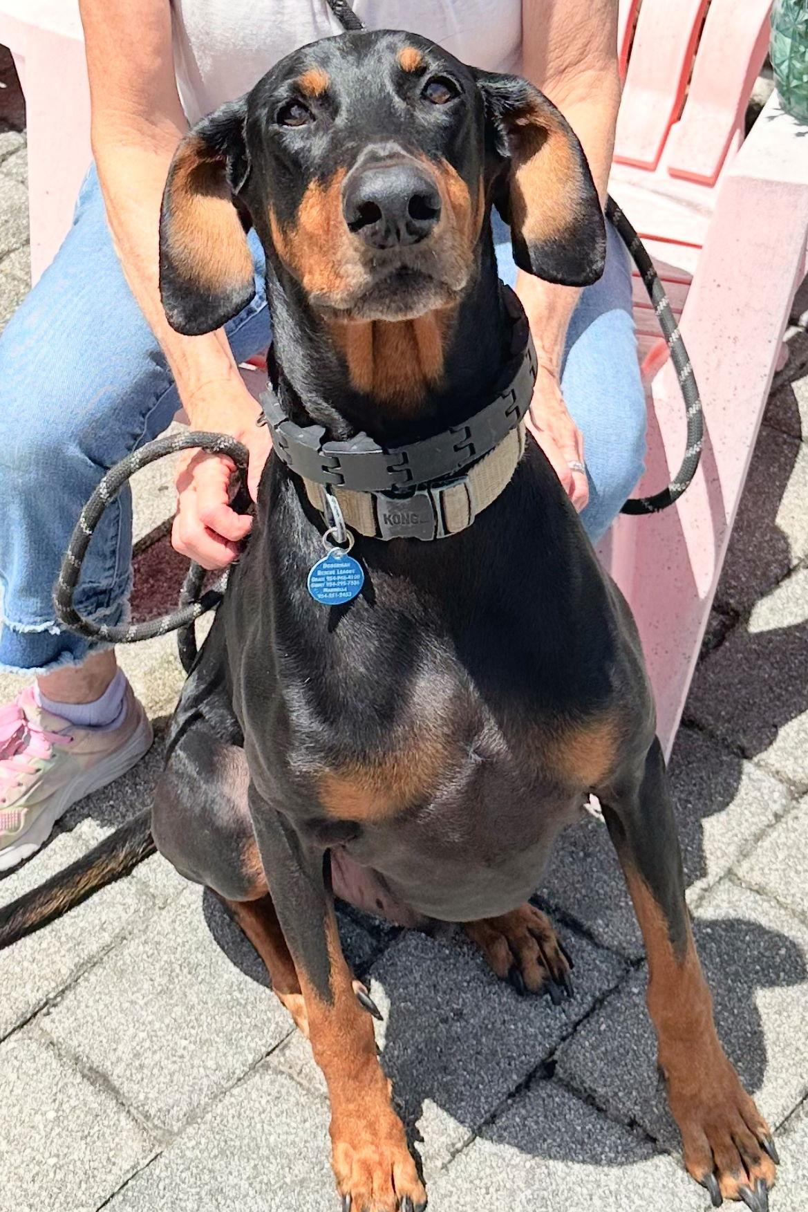 Ace 3248, Adoptable, Young Male Doberman Pinscher.