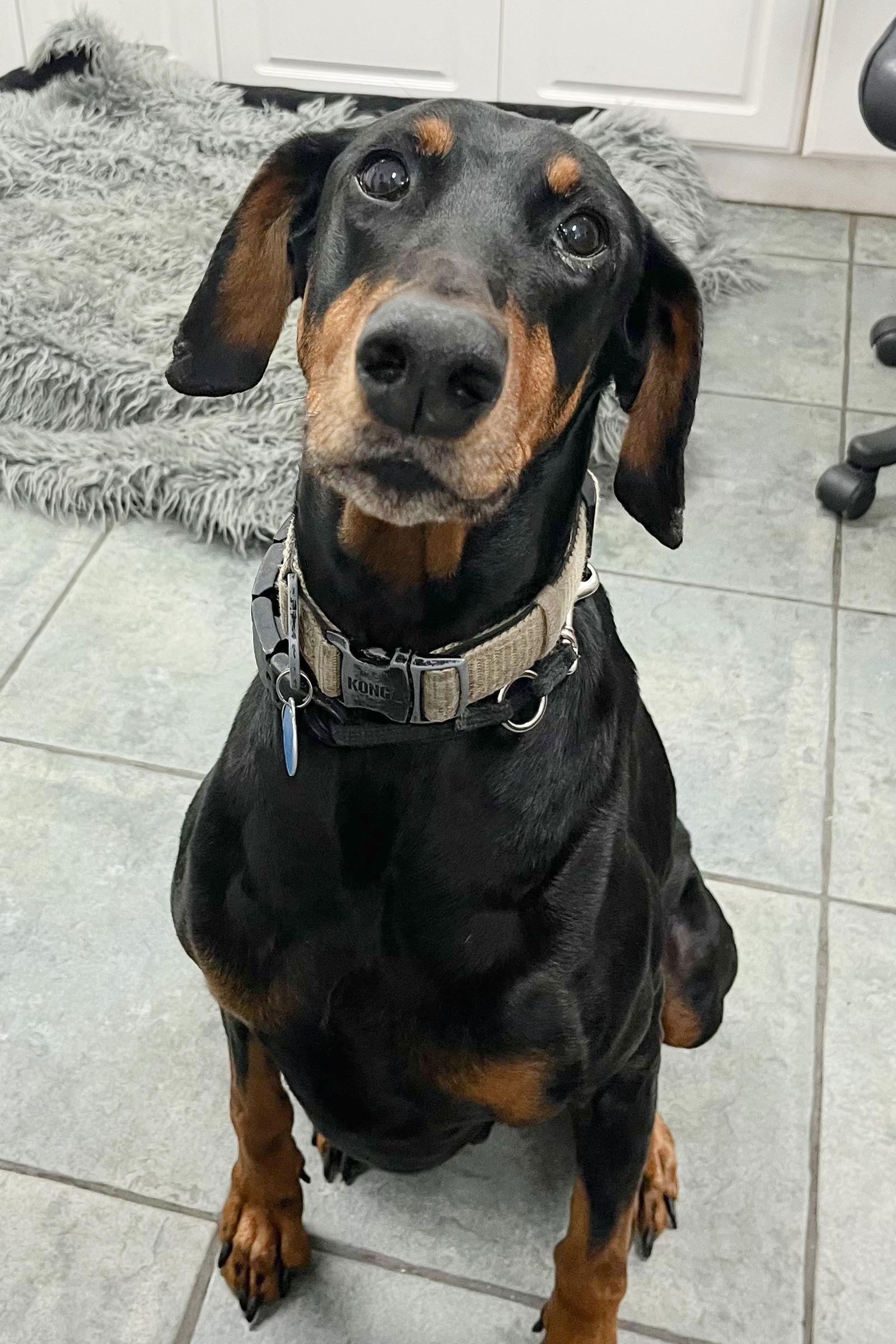 Enlarge Ace 3248, a Adoptable Doberman Pinscher in Oakland Park, FL image 1/3