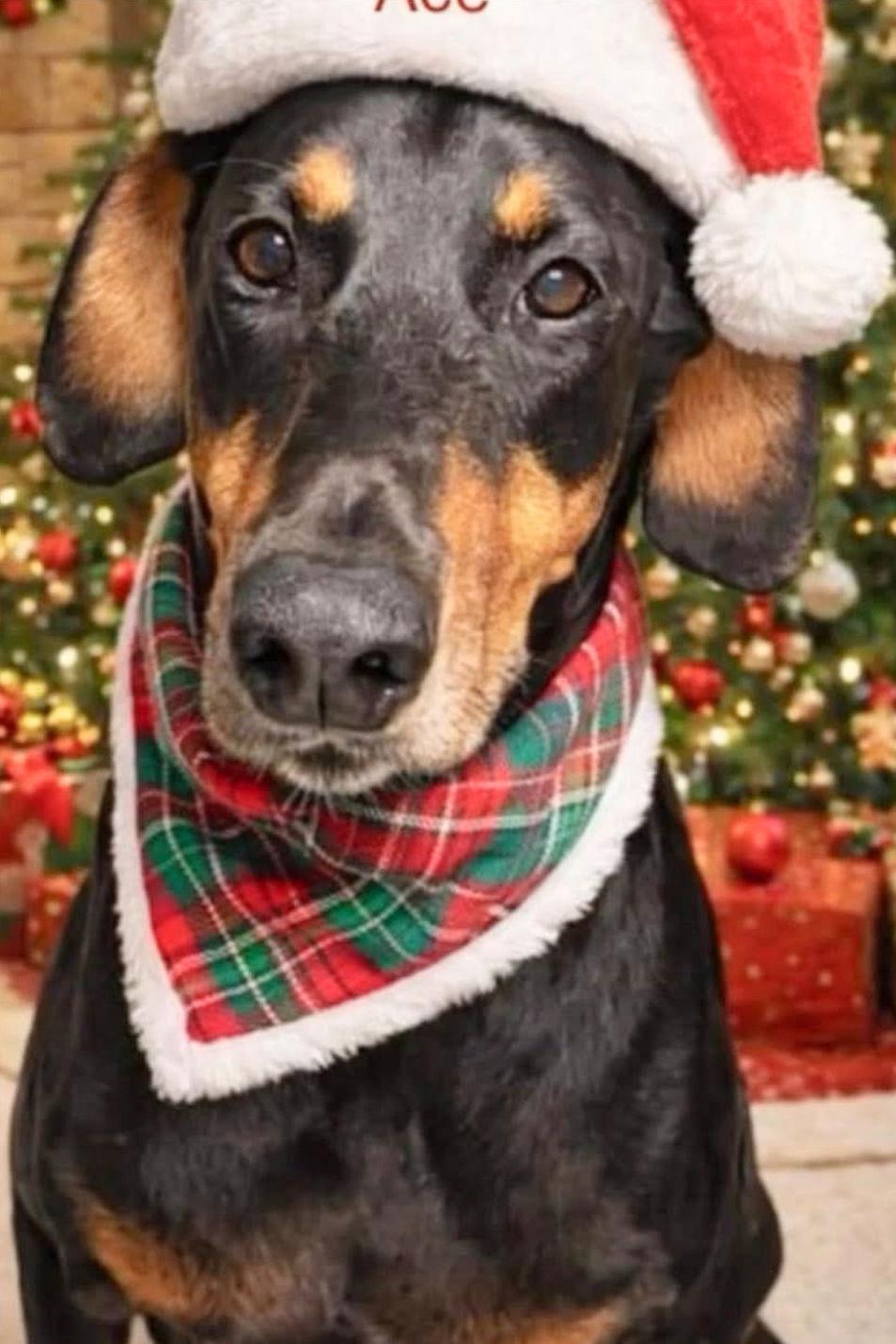 Enlarge Ace 3248, a Adoptable Doberman Pinscher in Oakland Park, FL image 2/3