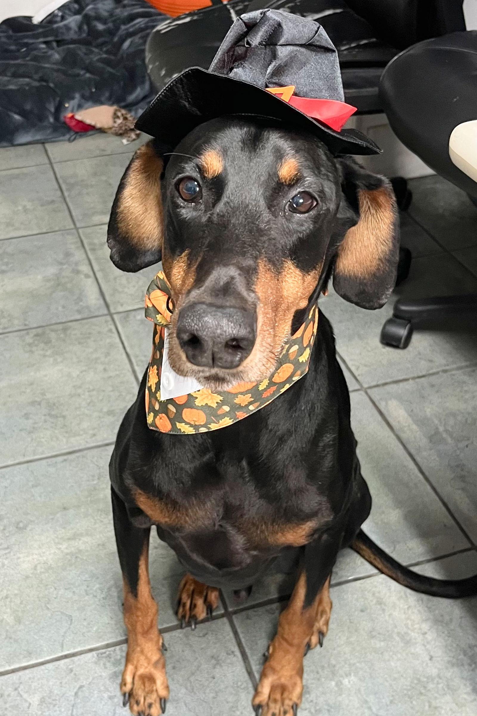 Enlarge Ace 3248, a Adoptable Doberman Pinscher in Oakland Park, FL image 3/3