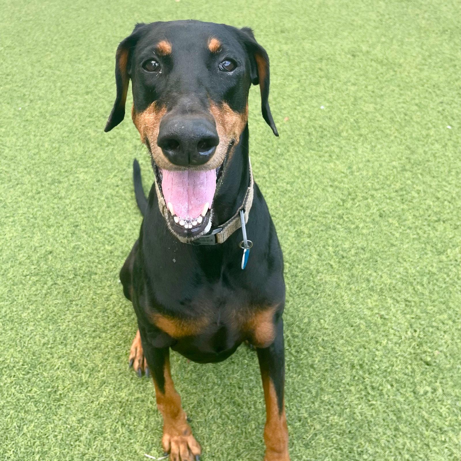 Enlarge Ace 3248, a Adoptable Doberman Pinscher in Oakland Park, FL image 2/3