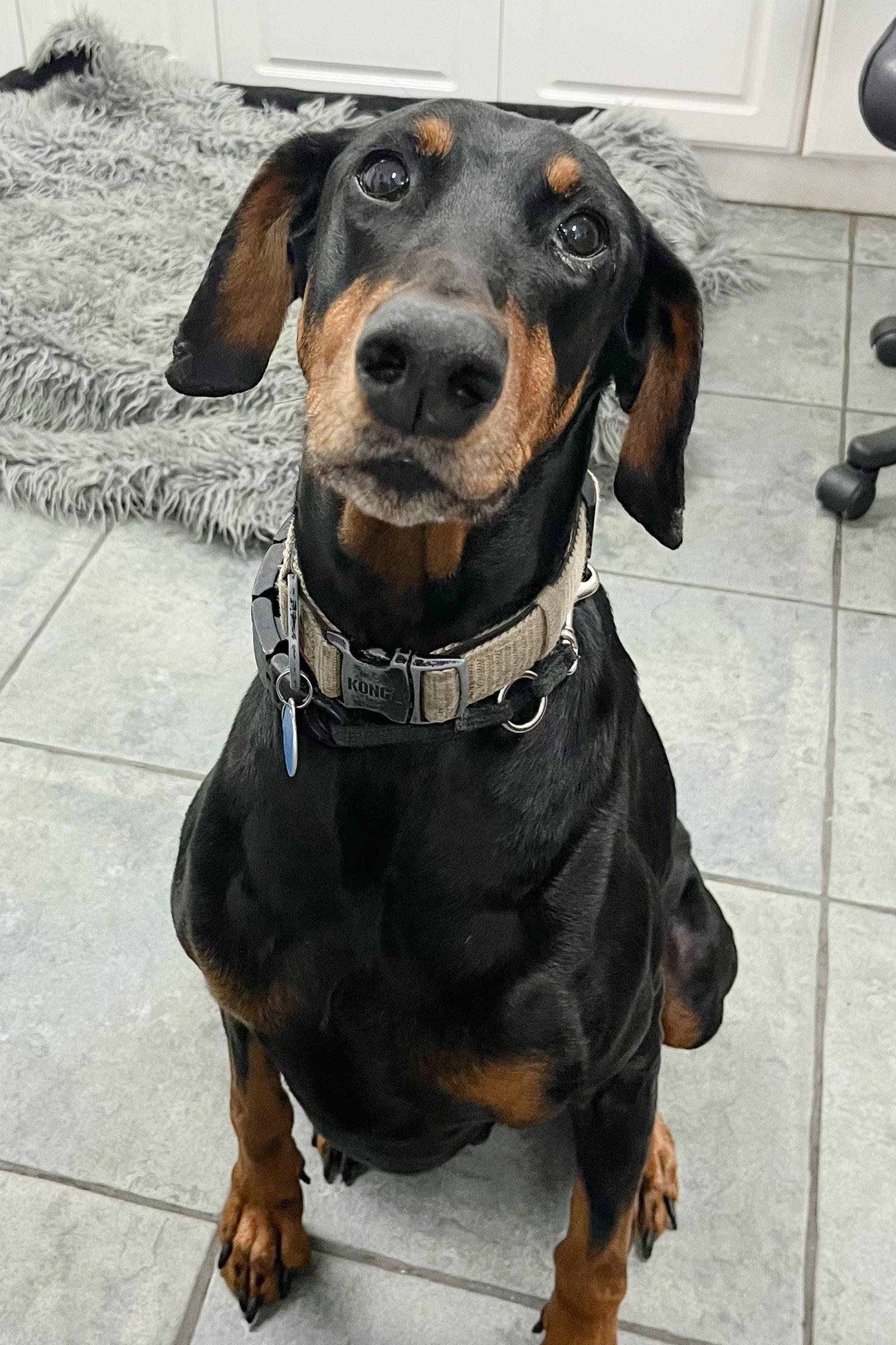 Ace 3248, Adoptable, Young Male Doberman Pinscher.