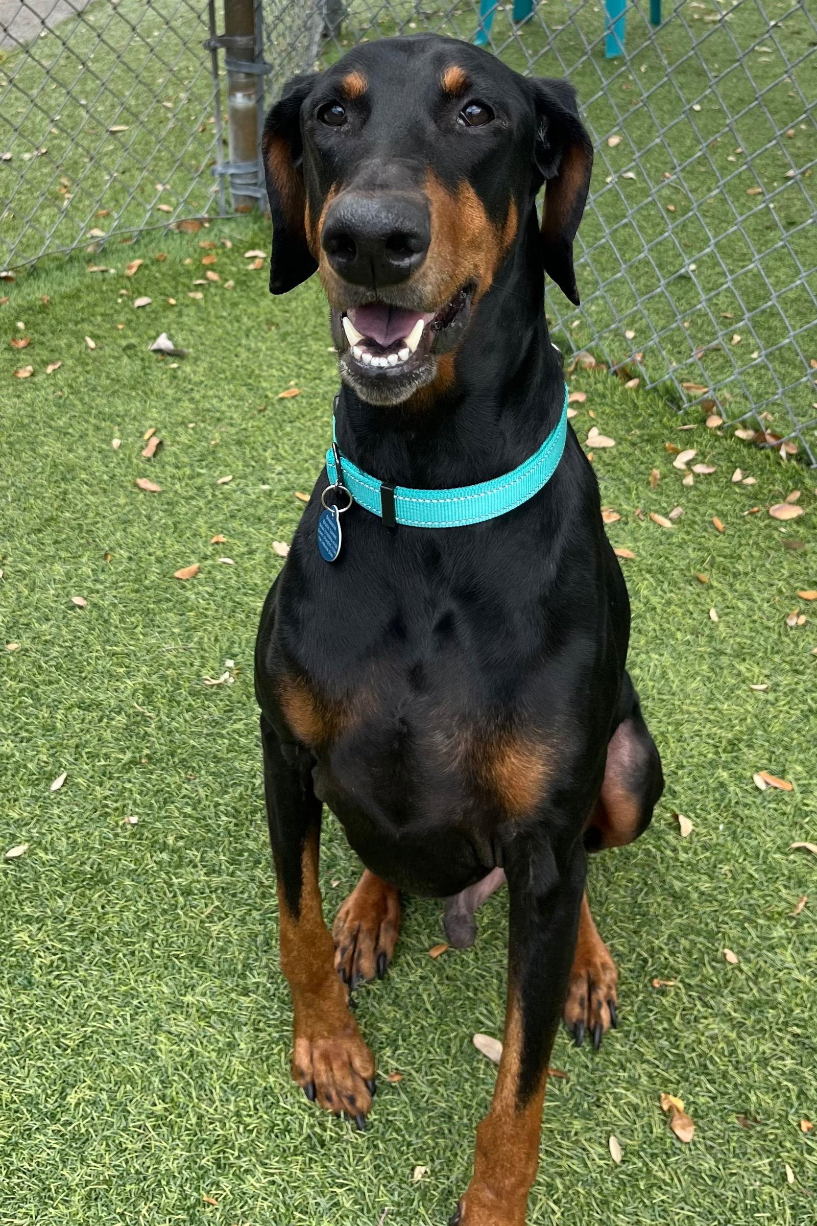 Enlarge Ace 3248, a Adoptable Doberman Pinscher in Oakland Park, FL image 1/3