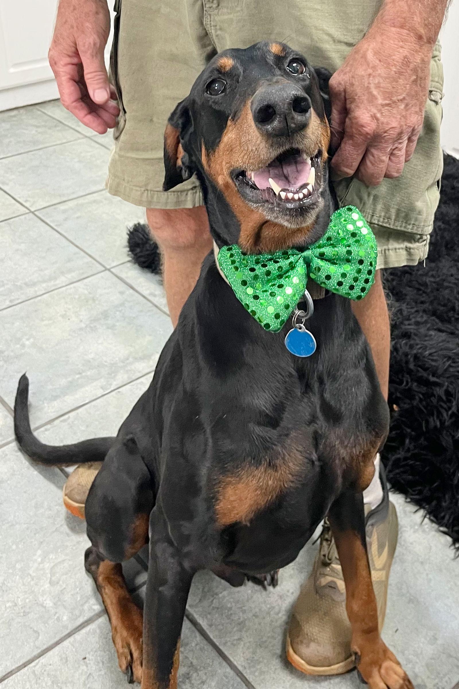Enlarge Ace 3248, a Adoptable Doberman Pinscher in Oakland Park, FL image 2/3