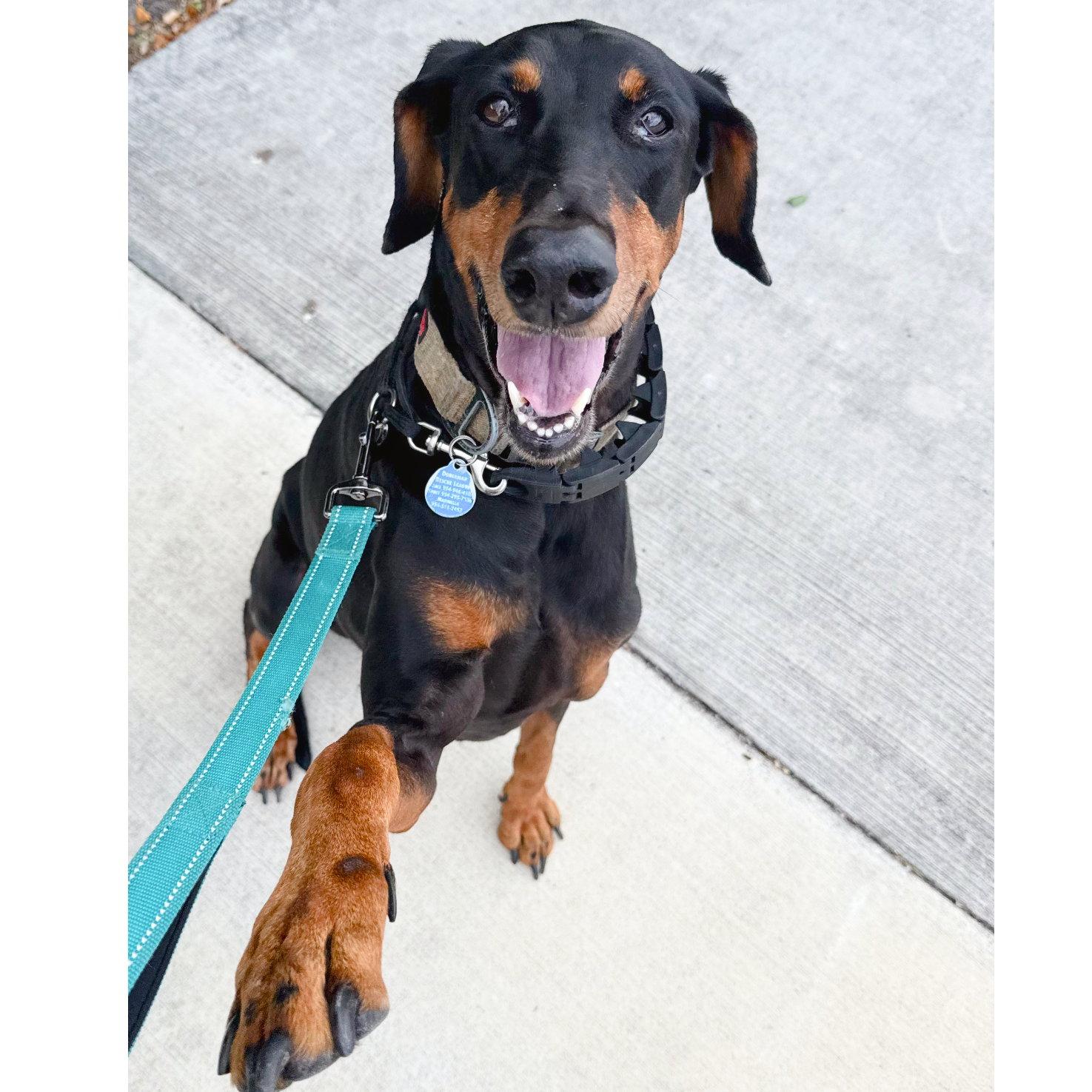Ace 3248, a Adoptable Doberman Pinscher in Oakland Park, FL image 3/3