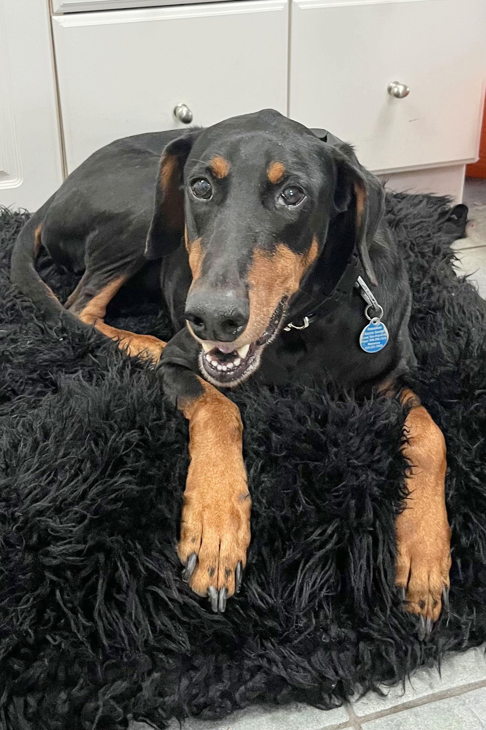 Enlarge Ace 3248, a Adoptable Doberman Pinscher in Oakland Park, FL image 3/3