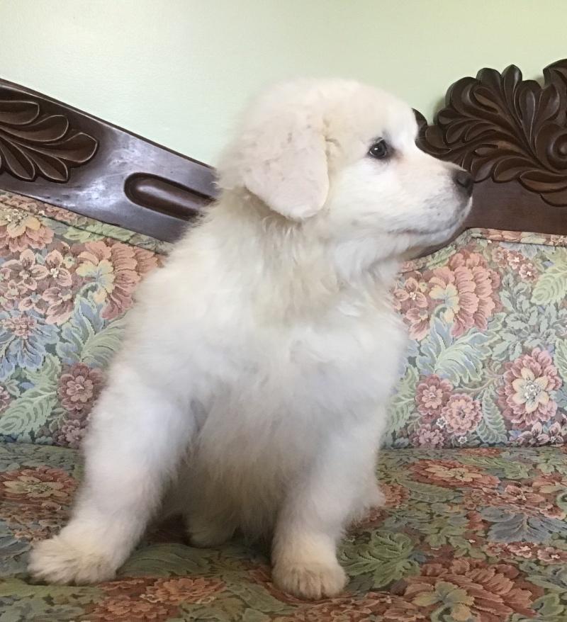 Nina, Adoptable, Puppy Female Maremma Sheepdog & Akbash.