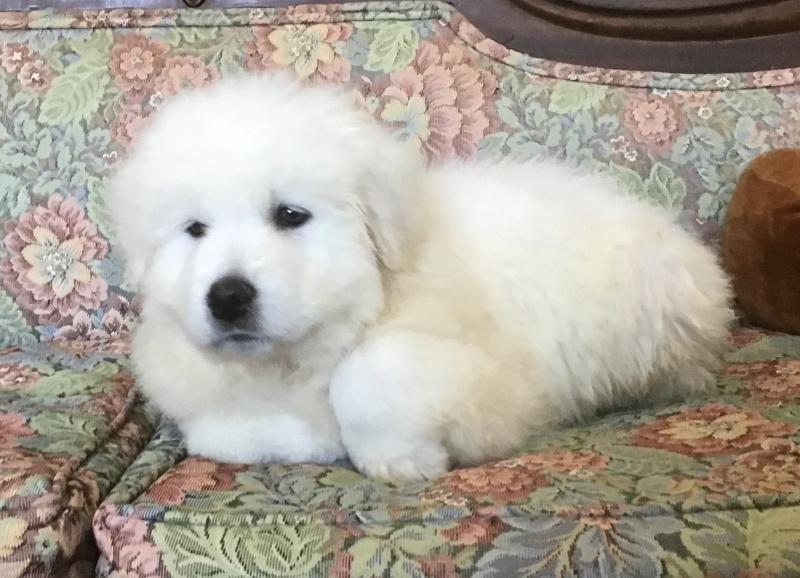 Nina, a Adoptable mixed breed in Bancroft, ON image 2/4