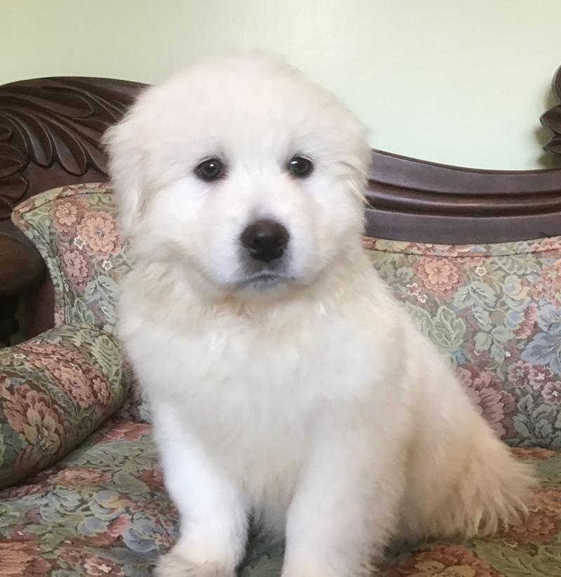 Nina, a Adoptable mixed breed in Bancroft, ON image 3/4