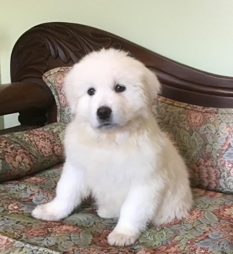 Nina, a Adoptable mixed breed in Bancroft, ON image 4/4