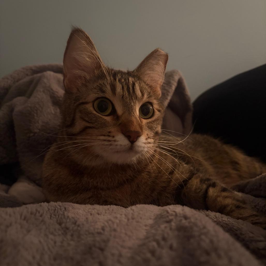 Boba, Adoptable, Adult Female Domestic Short Hair.