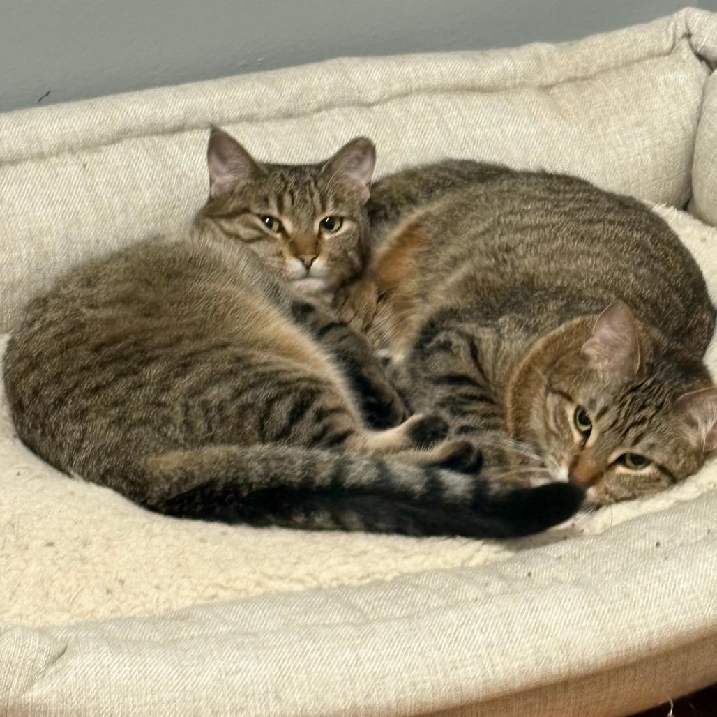Boba, a Adoptable Domestic Short Hair in Chaska, MN image 3/6