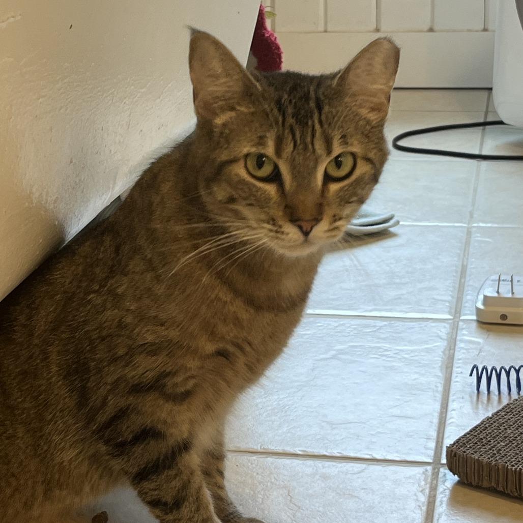 Boba, a Adoptable Domestic Short Hair in Chaska, MN image 4/6