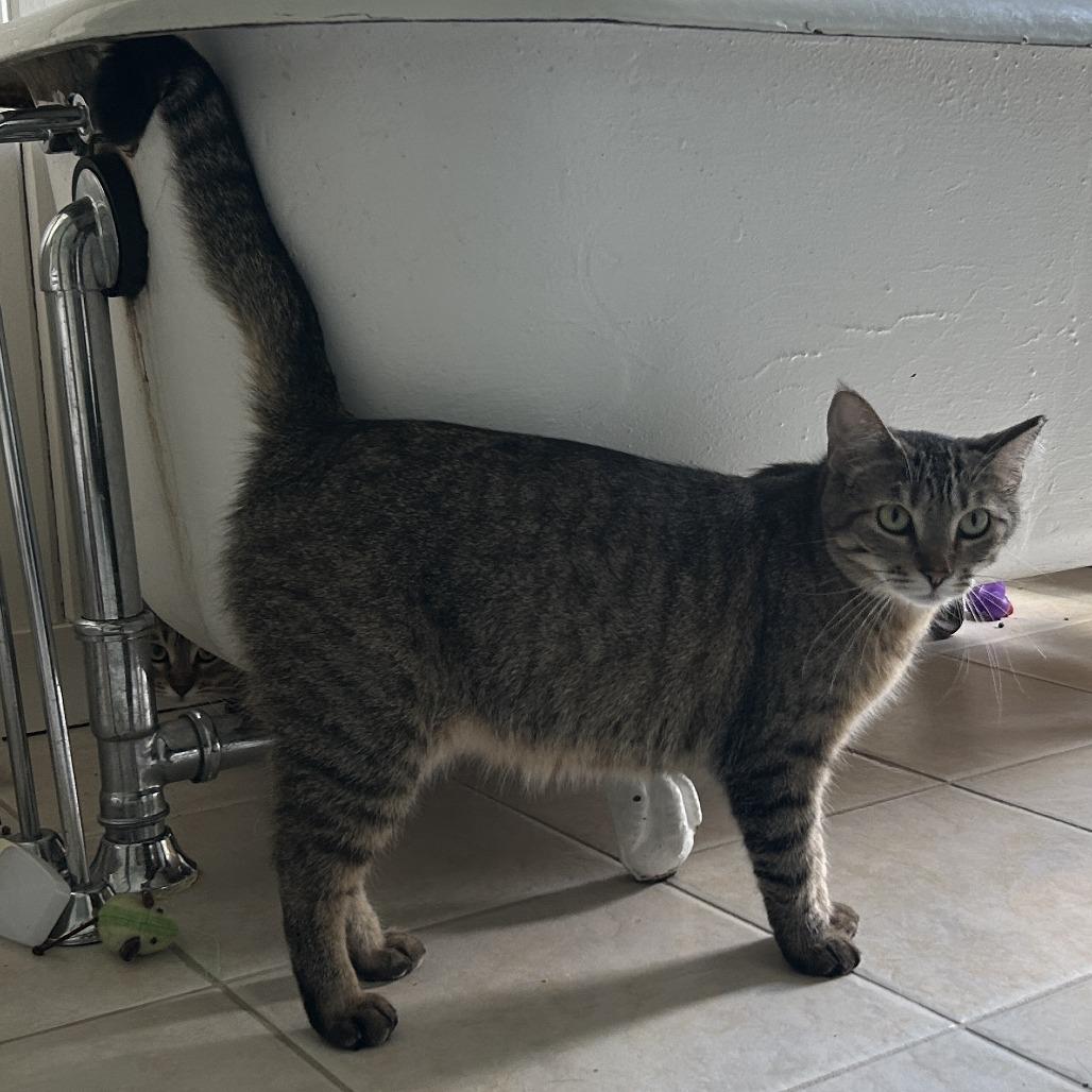 Boba, a Adoptable Domestic Short Hair in Chaska, MN image 5/6