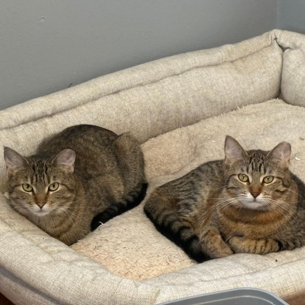 Boba, a Adoptable Domestic Short Hair in Chaska, MN image 6/6