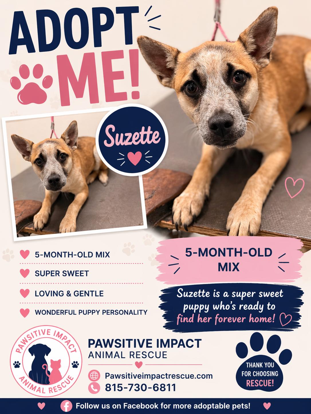 Enlarge Suzette, a ADOPTABLE mixed breed in Joliet, IL image 3/3