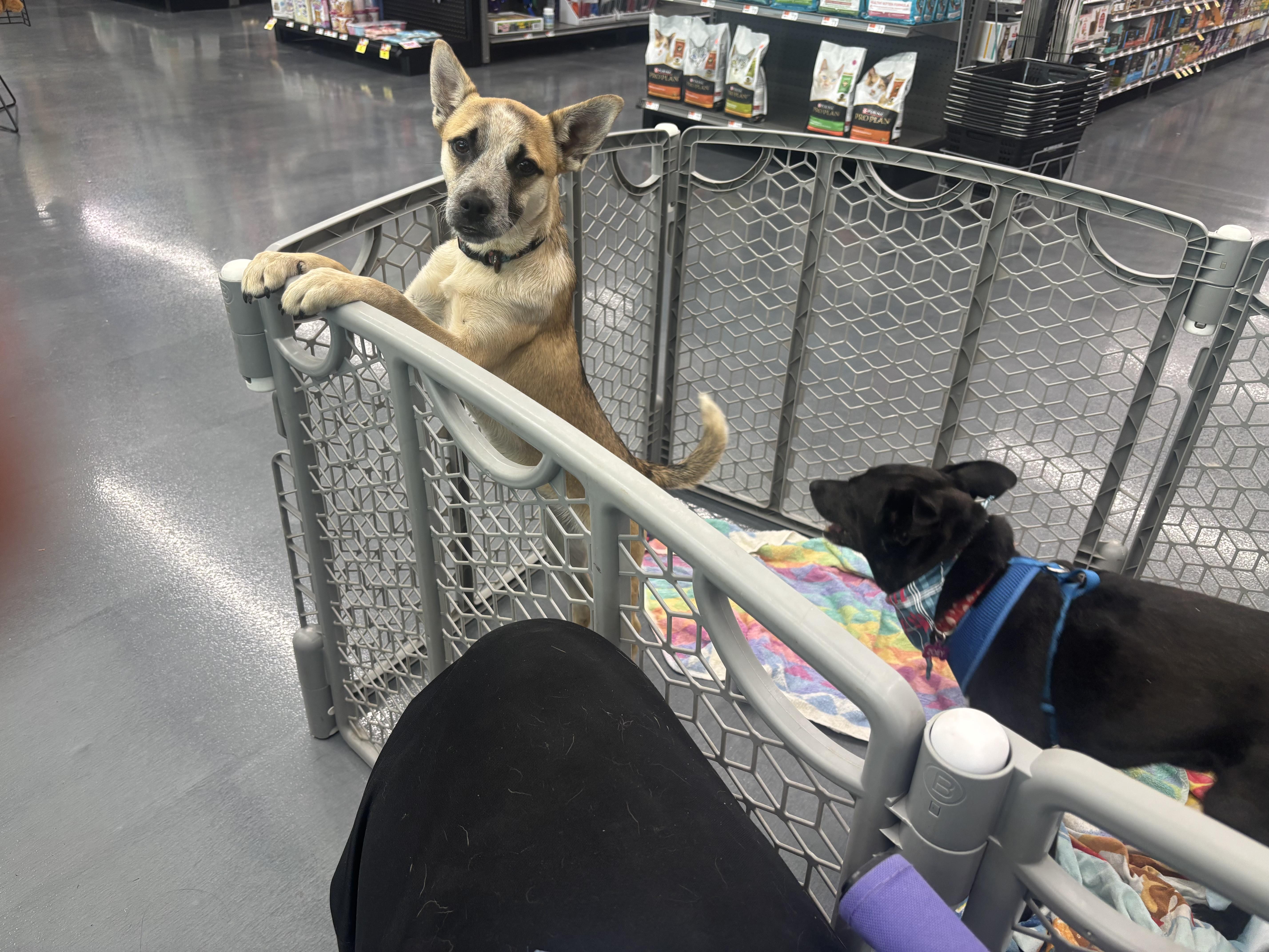 Enlarge Suzette, a ADOPTABLE mixed breed in Joliet, IL image 2/3