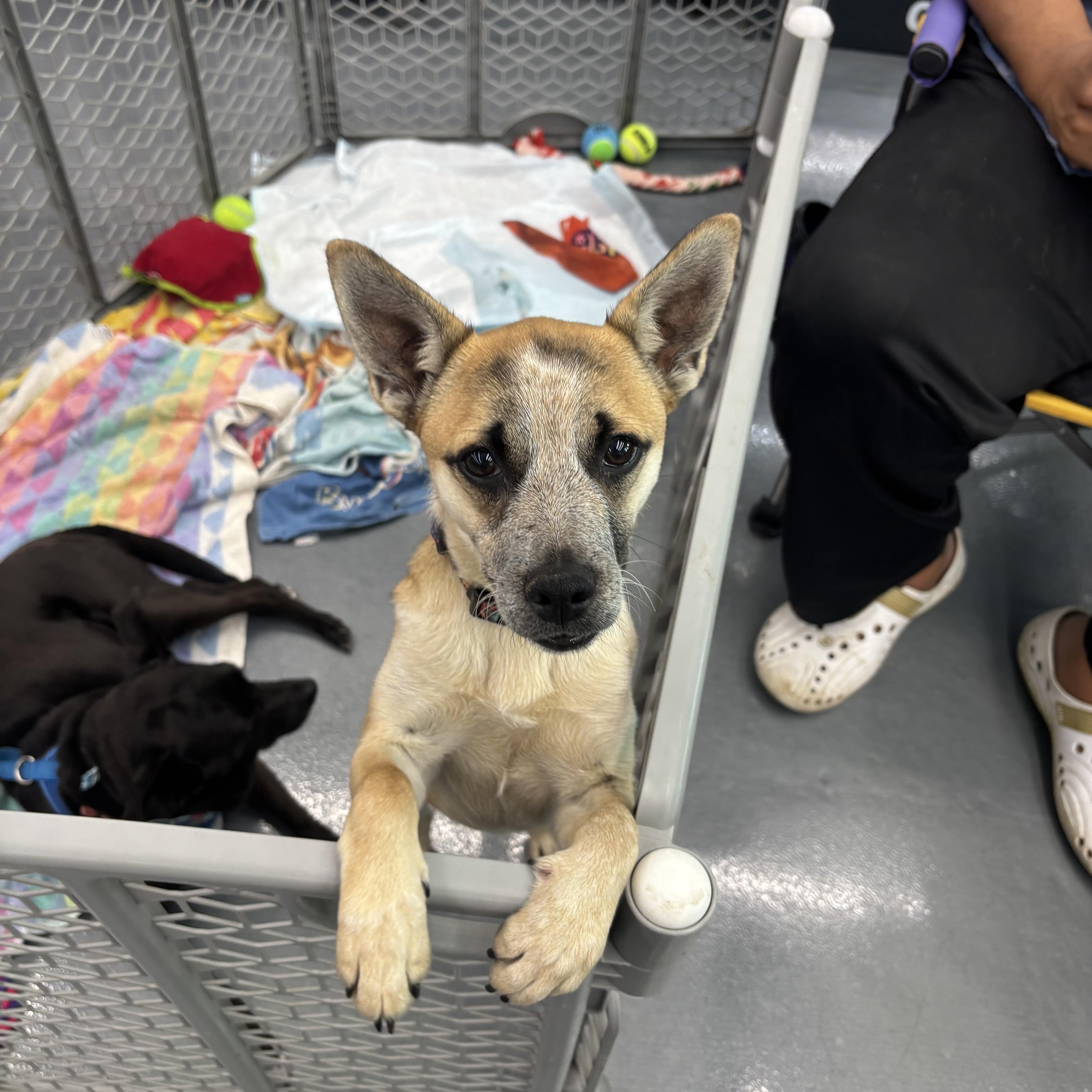 Suzette, ADOPTABLE, Young Female Australian Cattle Dog / Blue Heeler.