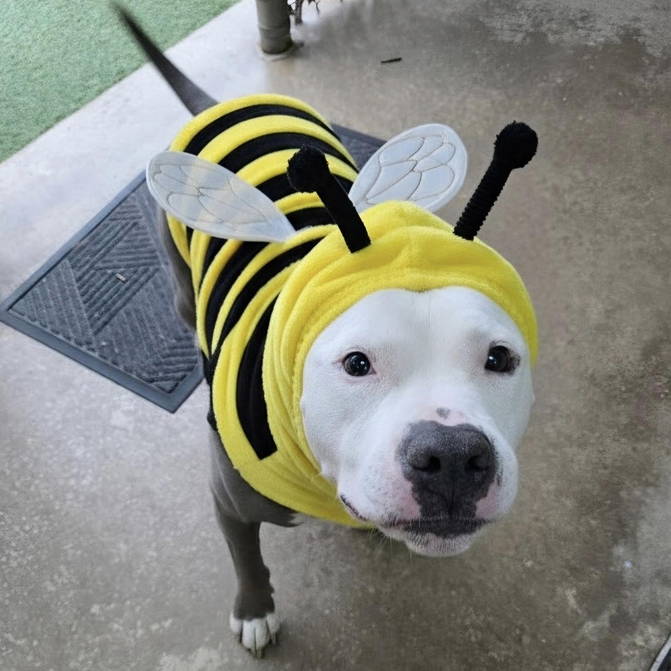 MOTO MOTO - Lives up to the name PLS WATCH HIS VIDEO, Adoptable, Senior Male American Staffordshire Terrier.
