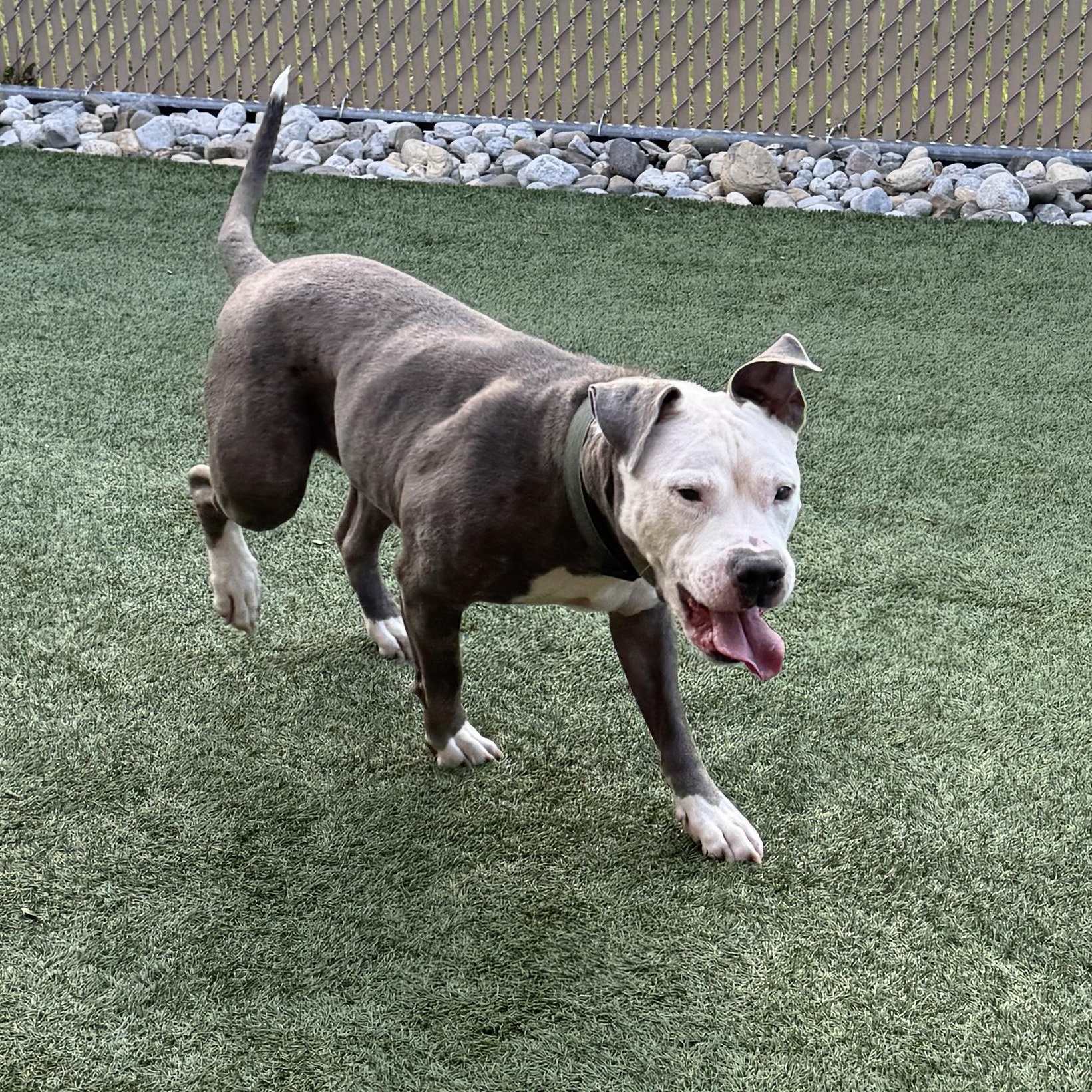 Enlarge MOTO MOTO - Lives up to the name PLS WATCH HIS VIDEO, a Adoptable American Staffordshire Terrier in Clifton, NJ image 4/6